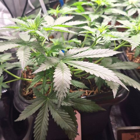 Gorilla Cookies Auto growlog timeline photo