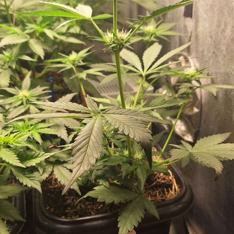 4️⃣ - Fast Buds Auto growlog timeline photo