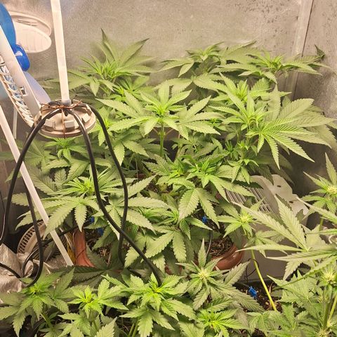4️⃣ - Fast Buds Auto growlog timeline photo