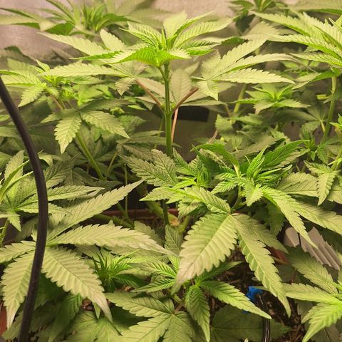 Double Cookies - BSF growlog timeline photo