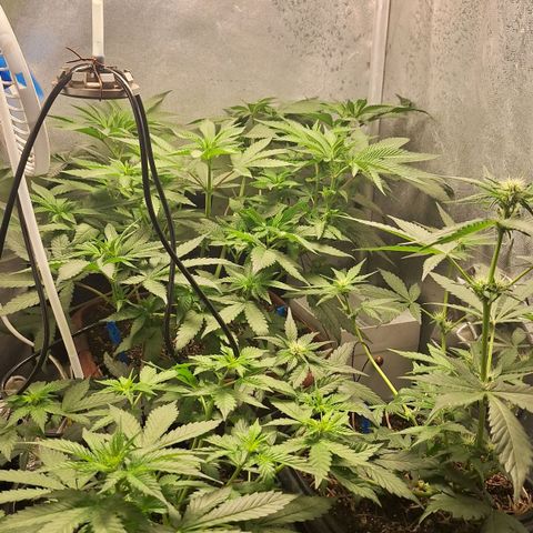 Double Cookies - BSF growlog timeline photo