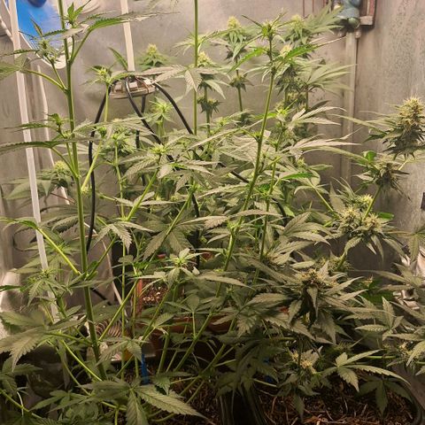 Gorilla Cookies Auto growlog timeline photo