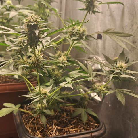 4️⃣ - Fast Buds Auto growlog timeline photo