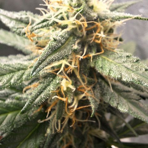 4️⃣ - Fast Buds Auto growlog timeline photo