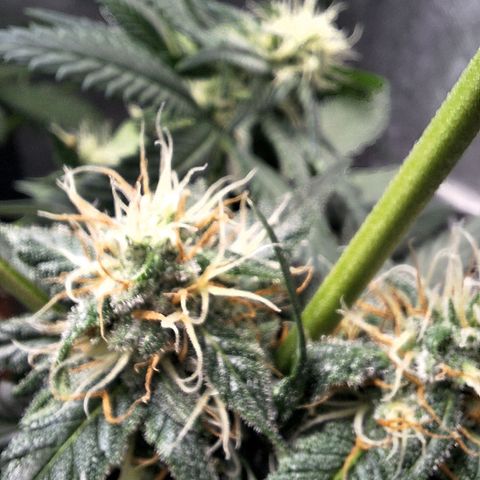 4️⃣ - Fast Buds Auto growlog timeline photo