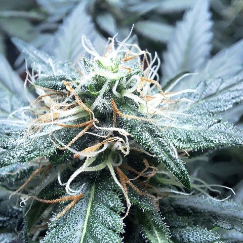 4️⃣ - Fast Buds Auto growlog timeline photo