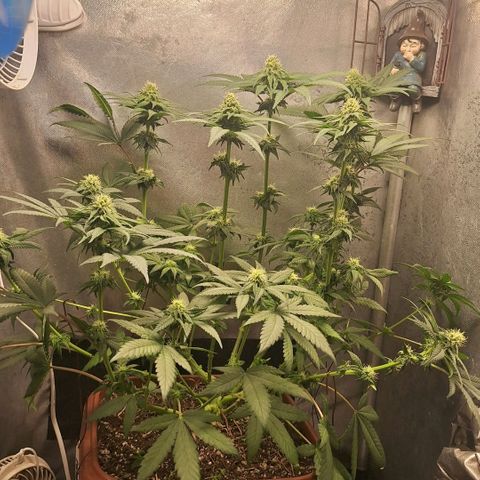 Double Cookies - BSF growlog photo: desfoliação