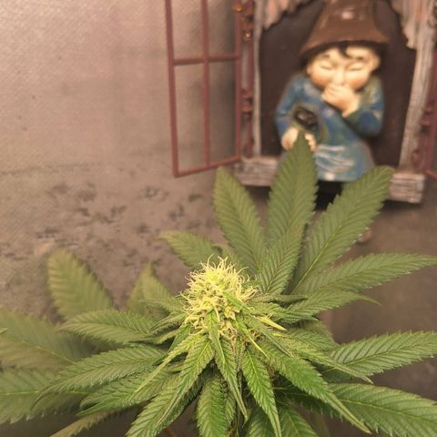 Double Cookies - BSF growlog photo: desfoliação