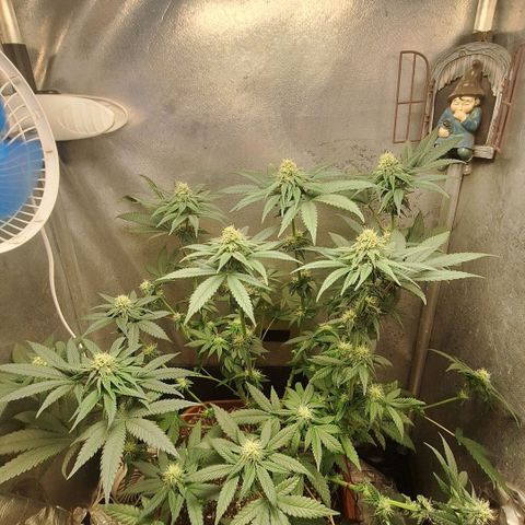 Double Cookies - BSF growlog photo: desfoliação