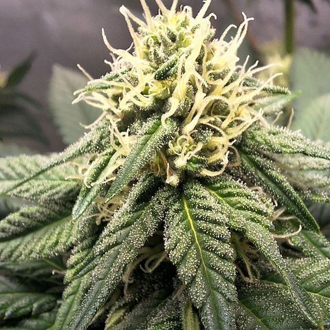Double Cookies - BSF growlog photo: desfoliação