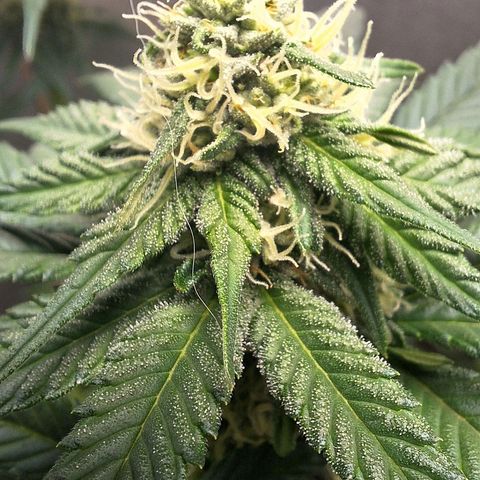 Double Cookies - BSF growlog photo: desfoliação
