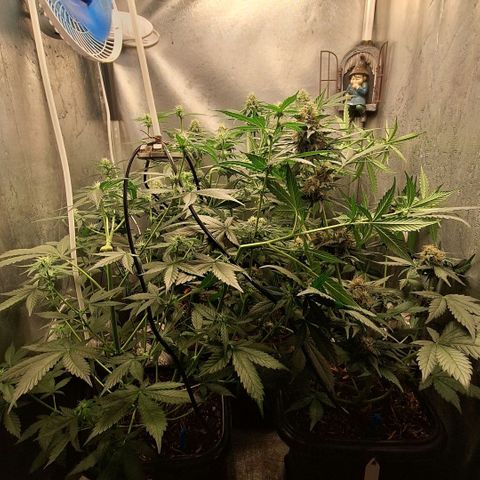 Gorilla Cookies Auto growlog timeline photo