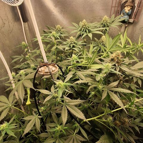 Gorilla Cookies Auto growlog timeline photo