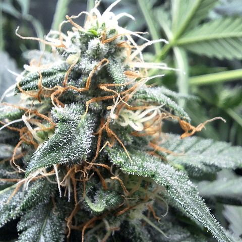 4️⃣ - Fast Buds Auto growlog timeline photo