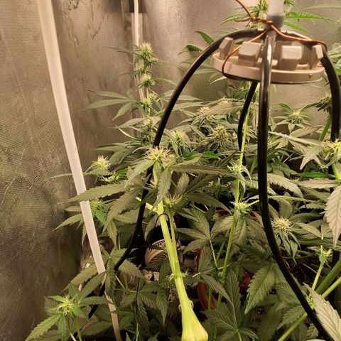 Gorilla Cookies Auto growlog timeline photo