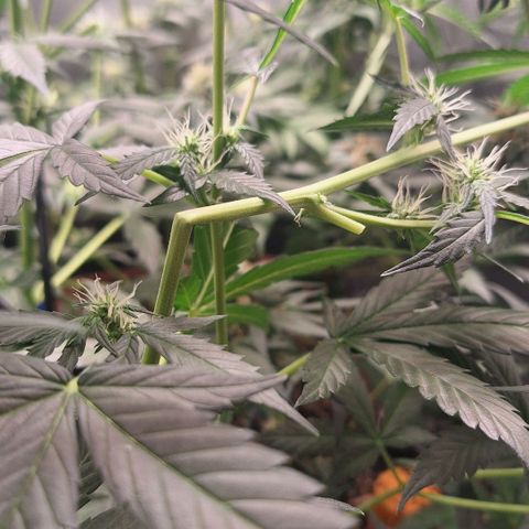Gorilla Cookies Auto growlog timeline photo