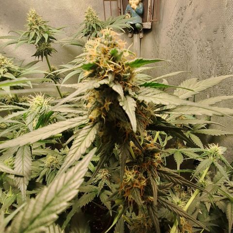 4️⃣ - Fast Buds Auto growlog timeline photo