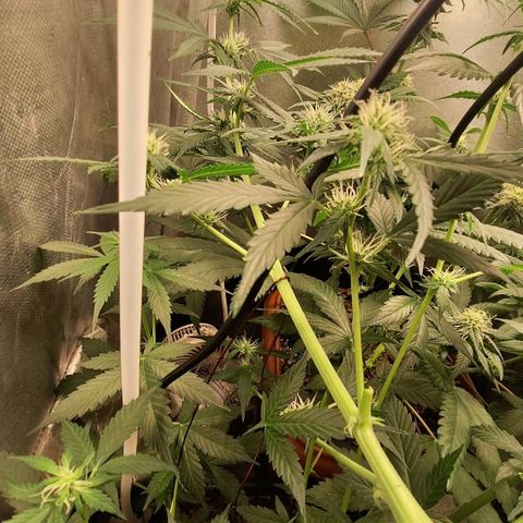 Gorilla Cookies Auto growlog timeline photo