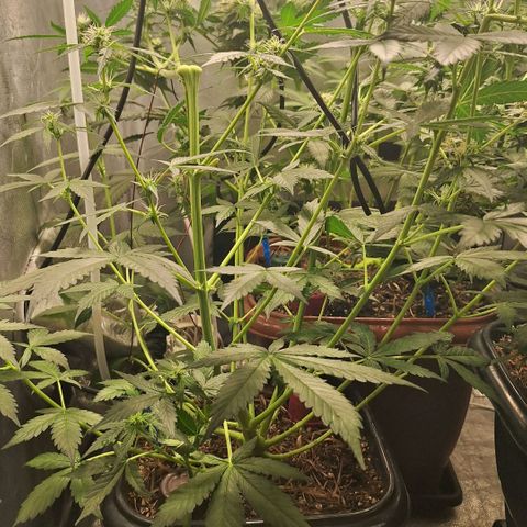 Gorilla Cookies Auto growlog timeline photo