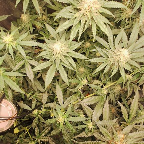 Double Cookies - BSF growlog timeline photo