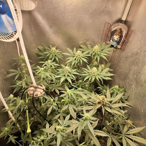 Double Cookies - BSF growlog timeline photo