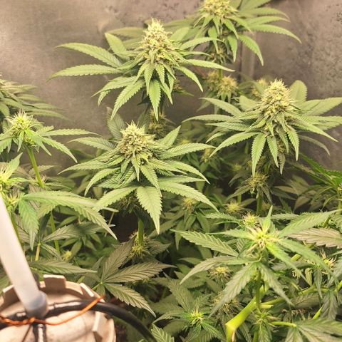 Double Cookies - BSF growlog timeline photo