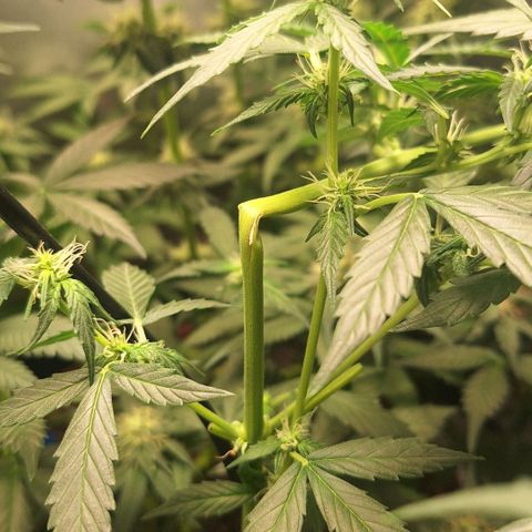 Gorilla Cookies Auto growlog timeline photo
