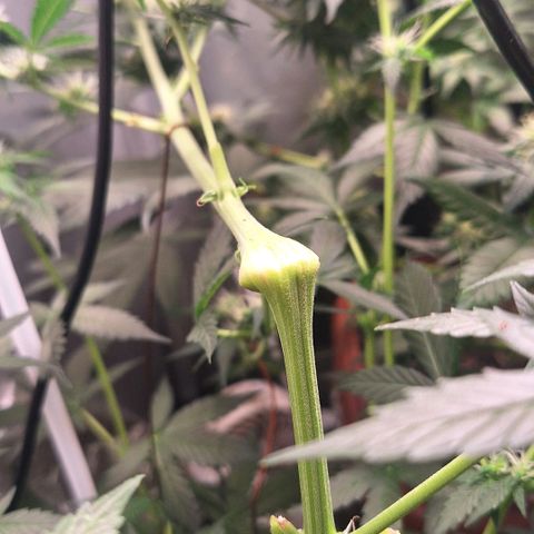 Gorilla Cookies Auto growlog timeline photo