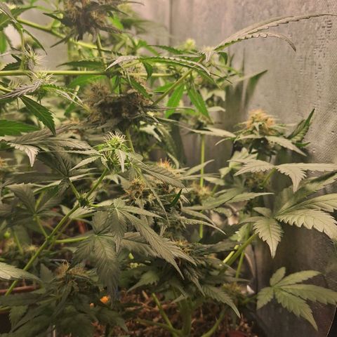 4️⃣ - Fast Buds Auto growlog timeline photo