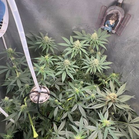 Double Cookies - BSF growlog timeline photo