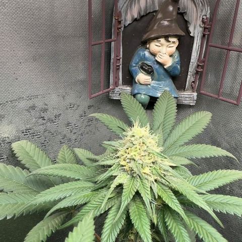 Double Cookies - BSF growlog timeline photo