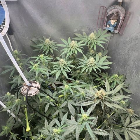 Double Cookies - BSF growlog timeline photo