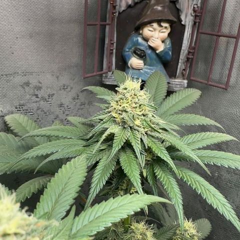 Double Cookies - BSF growlog timeline photo