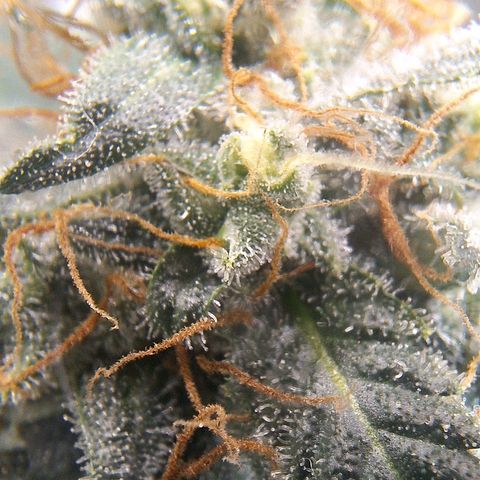 4️⃣ - Fast Buds Auto growlog timeline photo