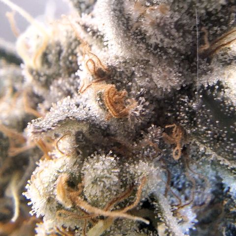 4️⃣ - Fast Buds Auto growlog timeline photo