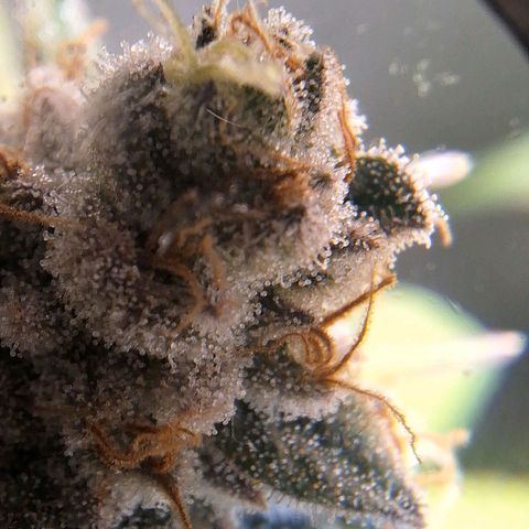 4️⃣ - Fast Buds Auto growlog timeline photo
