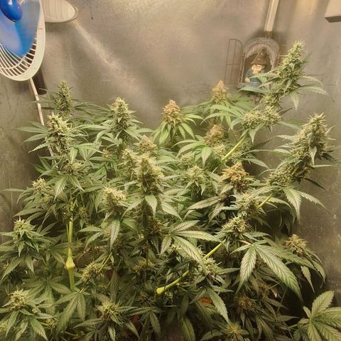 Double Cookies - BSF growlog timeline photo