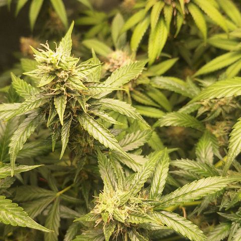 4️⃣ - Fast Buds Auto growlog timeline photo