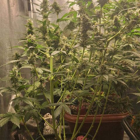 4️⃣ - Fast Buds Auto growlog timeline photo