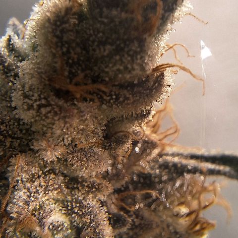 Double Cookies - BSF growlog timeline photo