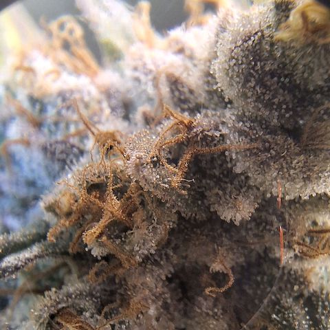 Double Cookies - BSF growlog timeline photo