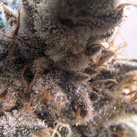 Double Cookies - BSF growlog timeline photo