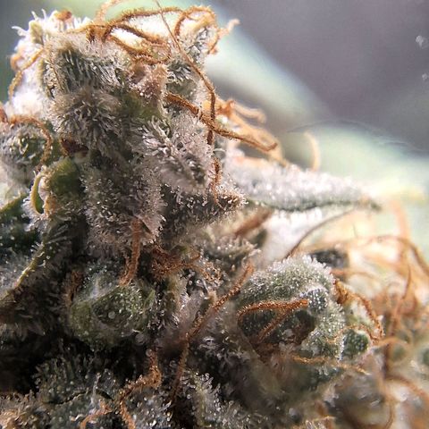 4️⃣ - Fast Buds Auto growlog timeline photo