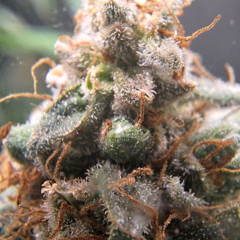 4️⃣ - Fast Buds Auto growlog timeline photo