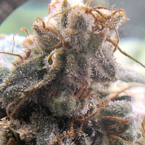 4️⃣ - Fast Buds Auto growlog timeline photo