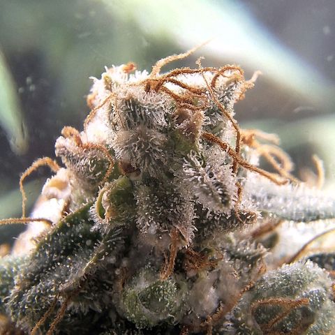 4️⃣ - Fast Buds Auto growlog timeline photo