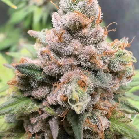 Double Cookies - BSF growlog timeline photo
