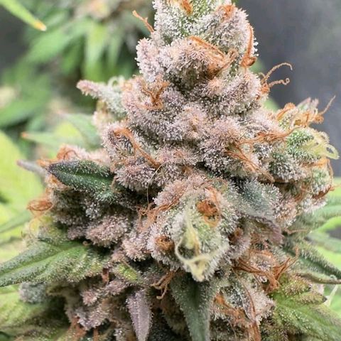 Double Cookies - BSF growlog timeline photo