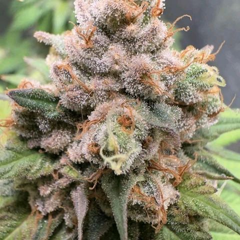Double Cookies - BSF growlog timeline photo