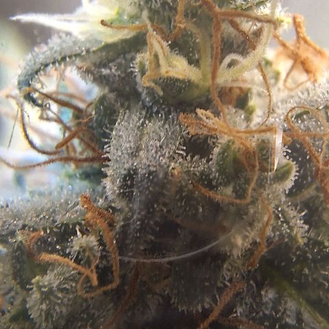 4️⃣ - Fast Buds Auto growlog timeline photo
